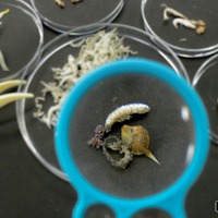 あつめよう！海の小さなモンスター