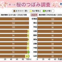 桜のつぼみ調査