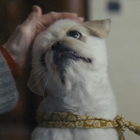 『犬も歩けば』