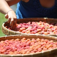 「ていねいな暮らし」とは無縁だった52歳・バツイチ女性が、梅干しをつけてみたら