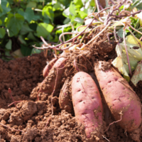 22歳の息子が泥だらけ！？70歳の祖母の“自慢げな様子”に⇒「言葉にできないほど幸せ」