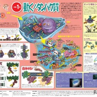 「一家に1枚　動く！タンパク質」