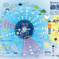 「一家に1枚　生きものすべては細胞から」