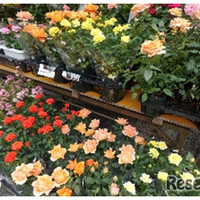 「ローズガーデンマーケット」（前年のようす）