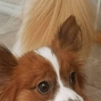 トイレから聞こえる謎の音　恐る恐る覗き込むと⇒愛犬の”衝撃の姿”に「おもちゃじゃないから！」