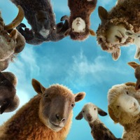 ヒュー・ジャックマン主演の新感覚ミステリー『ひつじ探偵団』もふもふカット公開！