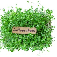 血糖値が10％ダウン、肝臓の数値も10％以上改善。エビデンスが証明するスーパー野菜「ブロッコリースプラウト」の実力とは【お茶の水女子大 食物栄養学科教授が解説】