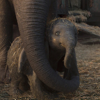 『ダンボ』© 2018 Disney Enterprises, Inc. All Rights Reserved.