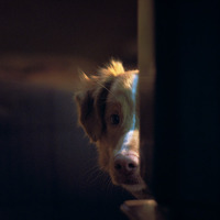 『GOOD BOY／グッド・ボーイ』© 2025 Whats Wrong With Your Dog, LLC. All Rights Reserved.