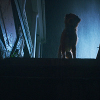 『GOOD BOY／グッド・ボーイ』© 2025 Whats Wrong With Your Dog, LLC. All Rights Reserved.