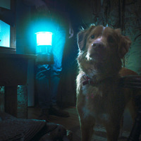 『GOOD BOY／グッド・ボーイ』© 2025 Whats Wrong With Your Dog, LLC. All Rights Reserved.