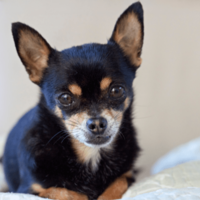 玄関を開けると“ふかふかの道”！？愛犬の謎なお出迎えに「思わず笑った」