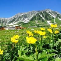 夏の室堂（花の見頃は年により異る）