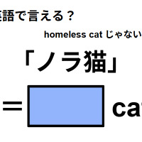 英語で「ノラ猫」は何て言う？