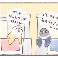 隣同士のケージで暮らす2羽のインコ。一体どんな会話をしているの？【うちのインコたちは今日もおしゃべり #２】