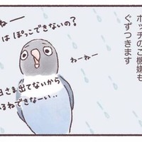 天気の悪い日はインコもご機嫌ななめ…。いつもと違う姿とは？【うちのインコたちは今日もおしゃべり #３】