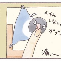 インコもやきもちをやく!? 大好きな飼い主に見せる”嫉妬サイン”【うちのインコたちは今日もおしゃべり #４】