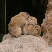 足立区生物園のグンディ