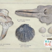 展示内容のイメージ