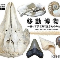 特別体験展示 移動博物館～さわって学ぶ海の生きもののカタチ