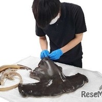 シュモクザメ大調査！～見て学ぶサメのからだと標本づくりの裏側～