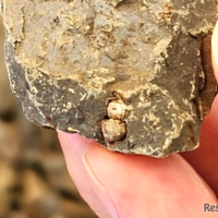 体験で発見された巻貝の化石