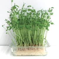 野菜なのにたんぱく質が豊富⁉「豆苗」の栄養、実はすごかった！医師が健康メリットを解説