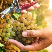 美味しく飲んで環境保全!?お酒好きなら知っておきたい“持続可能”なワインの楽しみ方