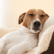 捨て犬を迎え入れた家族　ある日、学校から帰宅すると…まさかの姿に「ありがとう」