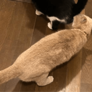 食事中の兄猫のお尻を嗅ぐ妹猫　しかし、よく見ると「ご飯の匂いかな」「繋がるかも」