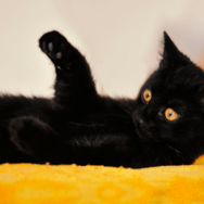 ベッドで寝ていると愛猫が上に乗ってきて…→可愛い行動に「まるで握手」