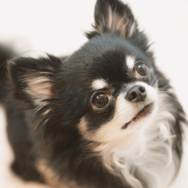 白黒のチワワを飼う家族　成長していくうちに→まさかの変化に「驚いた」「今では笑い話」