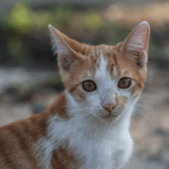 やせ細った子猫を保護した家族　1年後の様子に→「美しい猫」「人見知りだったのに」