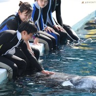 イルカとの触れ合いのようす