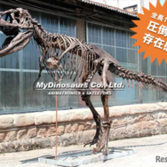 ティラノサウルス全身骨格