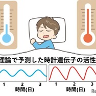体内時計の仕組み: 高温で遺伝子活性の波形がひずむことで周期を保つという理論とその検証