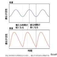 体内時計の周期安定化を導く、遺伝子活性波形の理論予測