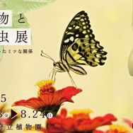 【夏休み2025】京都府立植物園「植物と昆虫展」8/24まで、自由研究にも