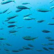 【観察】海の生き物を観察しよう