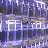 身近な海の生きもの研究所