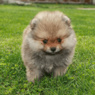 生後6ヶ月のポメラニアン…飼い主がいたずらを□ると⇒愛犬の”拗ねたときの行動”に「かわいい」