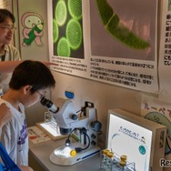 美しい世界に没入できること間違いなし！「藻類（そうるい）の世界をのぞいてみよう」