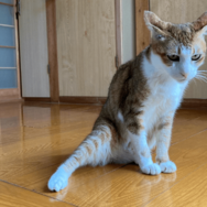 2階のベランダから落ちた愛猫　病院では異常なく家に帰ると…⇒まさかの様子に「すごいな～」「甘えたかったのかな」