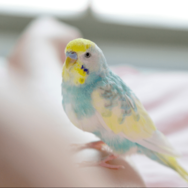 おしゃべりが上手なインコ　飼い主の腕に噛みつくと⇒インコの”まさかの一言”に「家族みんな大笑い」