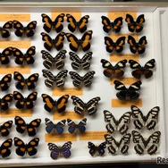 チョウの仲間の乾燥標本