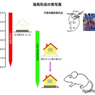 海馬形成の青写真
