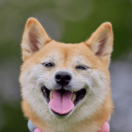 玄関で大はしゃぎする友達の犬　すると、足元にきて⇒まさかの行動に「えー！」「切り替えが激しい」