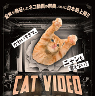 ネコ動画の祭典『CatVideoFest』日本初上映、チケット収益の一部は保護団体へ寄付