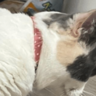 狭い空間が好きなマンチカン　床にズボンを置くと⇒猫の”予想外の姿”に「なにしてるの！」