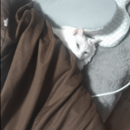 部屋からいなくなった猫　ベッドに入ろうとした瞬間⇒「同化しすぎ」まさかの場所に驚き！